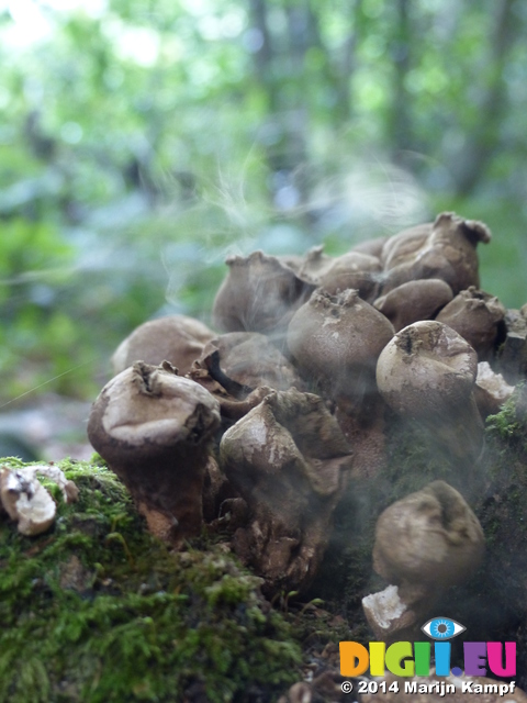 FZ008931 Pear-shaped puffbal (Lycoperdon pyriforme)